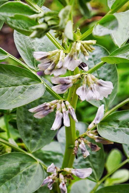 Broad bean - how to grow and harvest - Makergardener