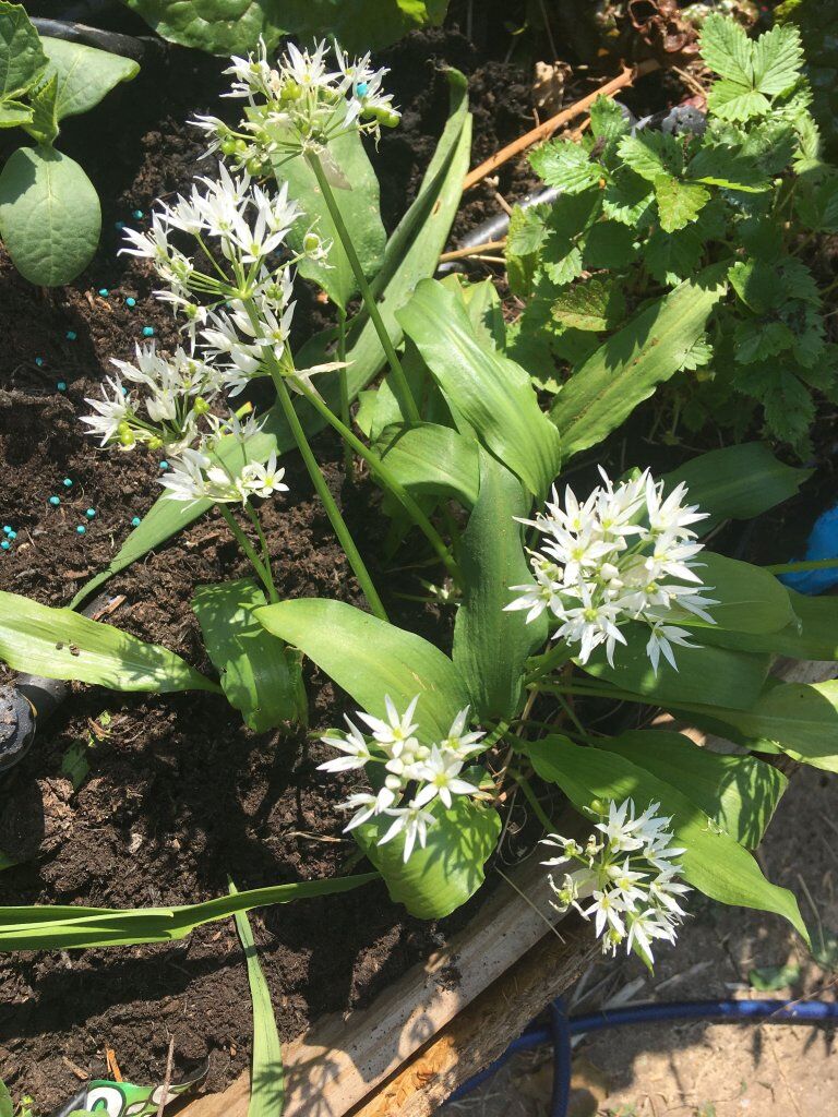 Growing and harvesting wild garlic - Makergardener