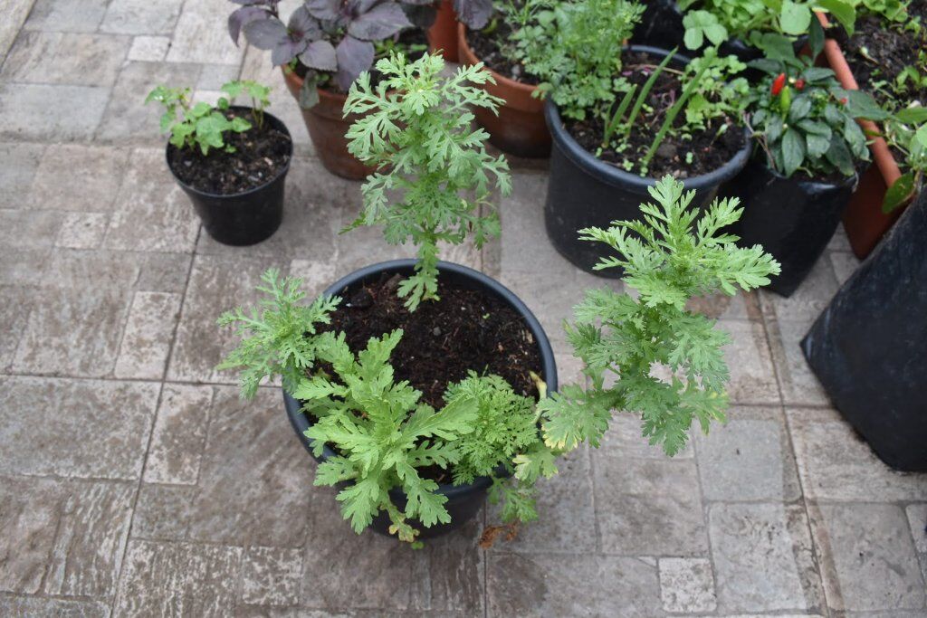 Growing and Harvesting Chop suey Greens - Makergardener