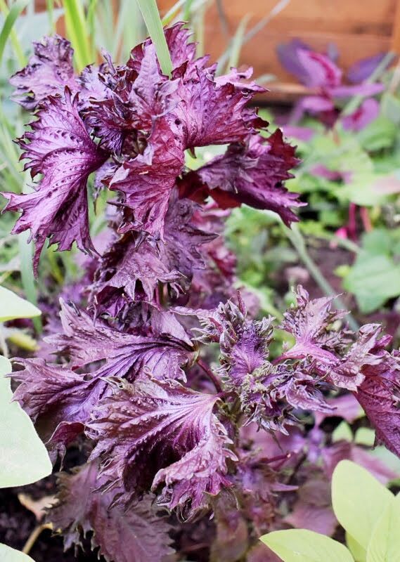 Growing and harvesting perilla leaves - Makergardener