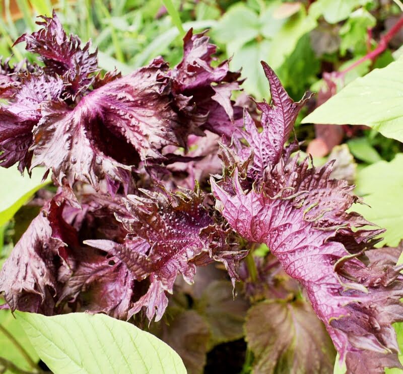 Growing and harvesting perilla leaves - Makergardener