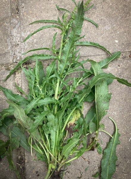 Growing and Harvesting Weld (Dyer's rocket) - Makergardener