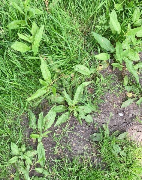 Growing and Harvesting Weld (Dyer's rocket) - Makergardener