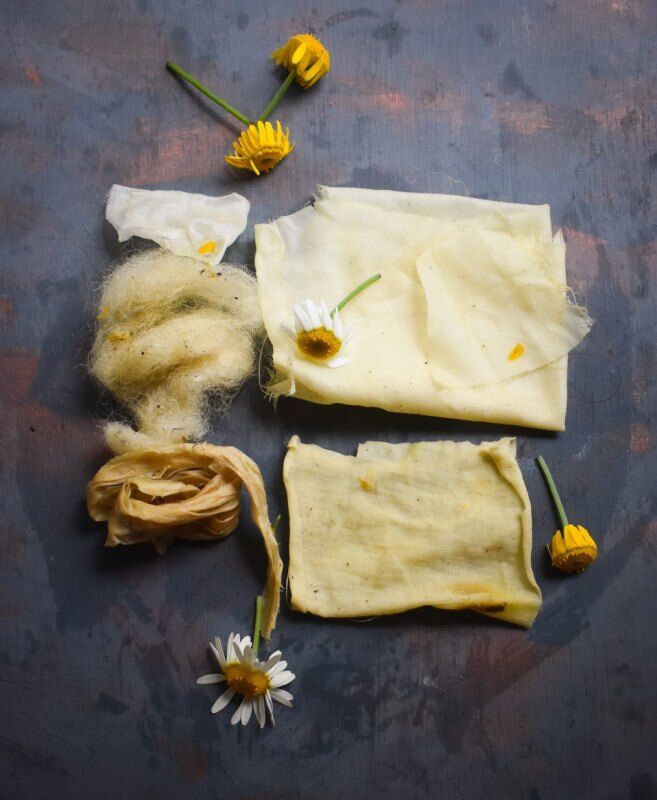 fabric dyeing with dyers chamomile