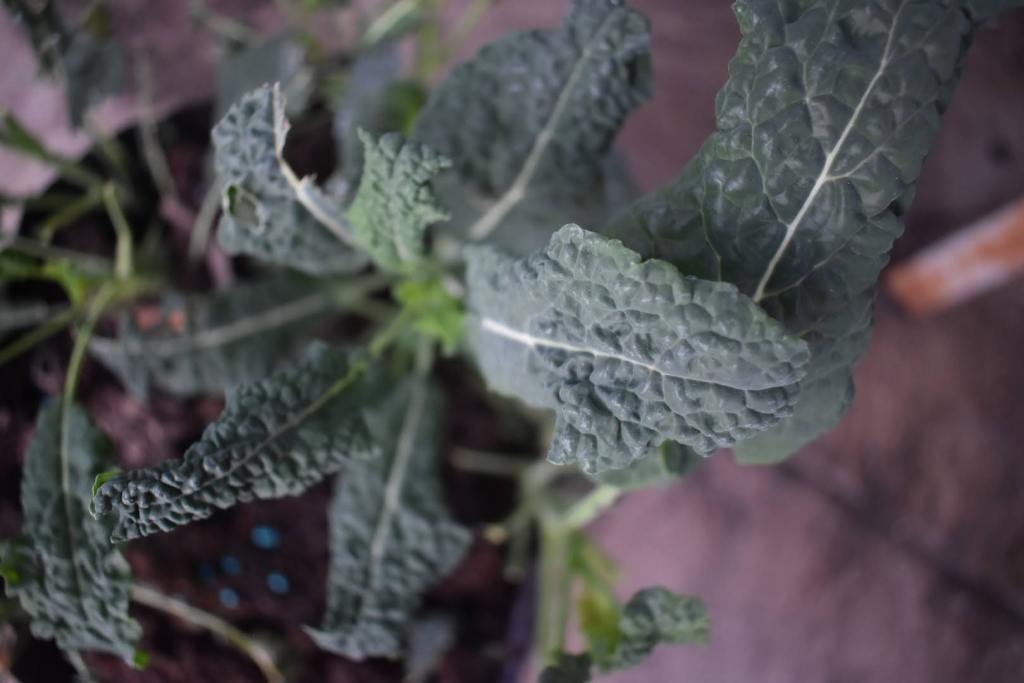 Growing and harvesting Kale/ Cavolo Nero - Makergardener