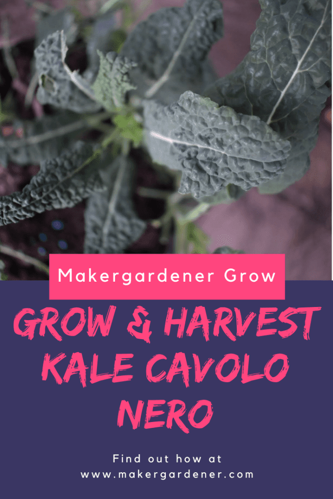 cavolo nero plant KALE 'Cavolo Nero' main image 1