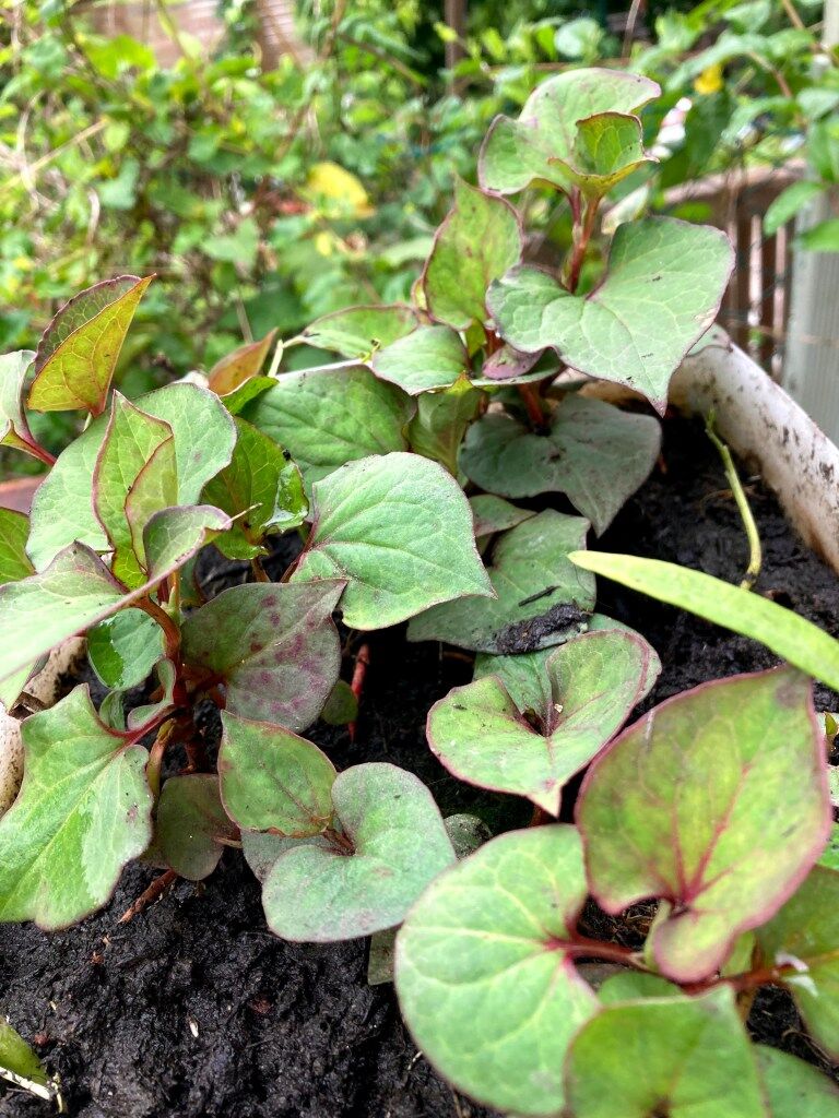 callisia turtle plant Buy Turtle vine, Callisia repens