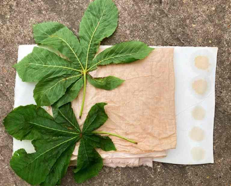 Fabric dyeing with Horse chestnut (conker) - Makergardener